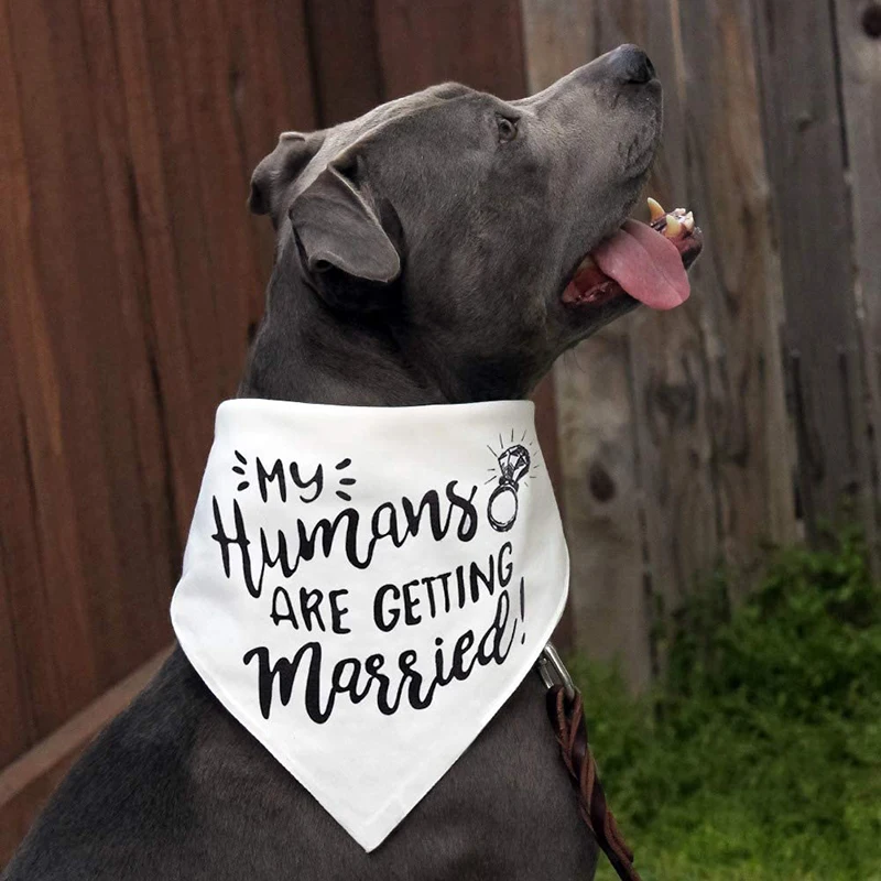 Benim insanlar evleniyoruz köp - Dog Bandana Scarf incelemesi ve fiyatı