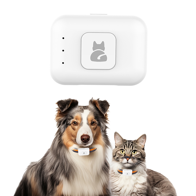 Renkli LED Işıklı 4G Akıllı Ev - Pet Gps Tracker Collar incelemesi ve fiyatı
